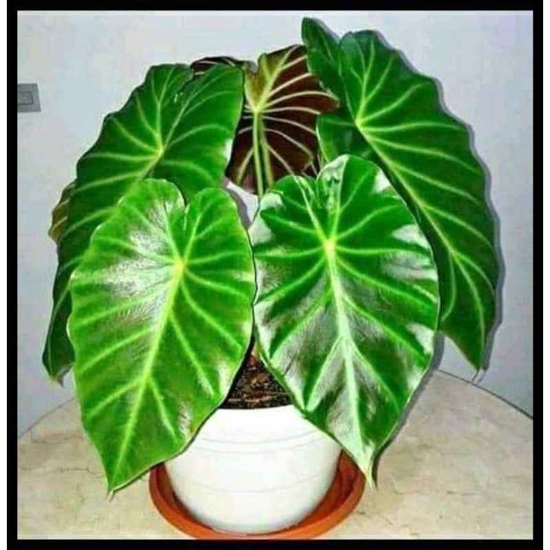 tanaman hias keladi vivipara