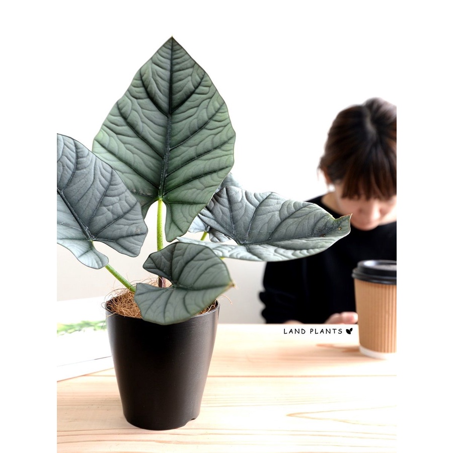 tanaman hias  Alocasia NEBULA