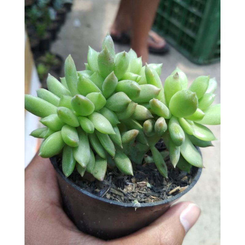 echeveria cristata KAKTUS SUKULEN TANAMAN HIAS