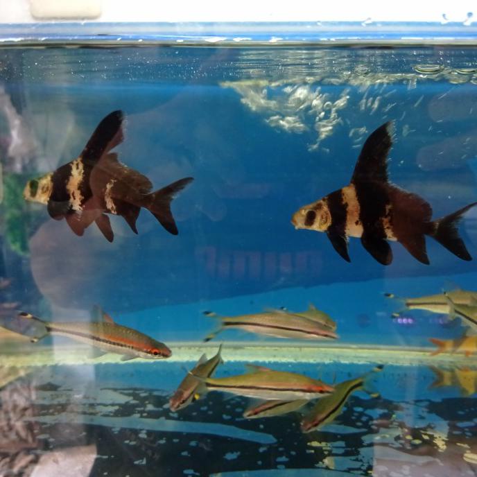 CHF CHINESE HIGH FIN