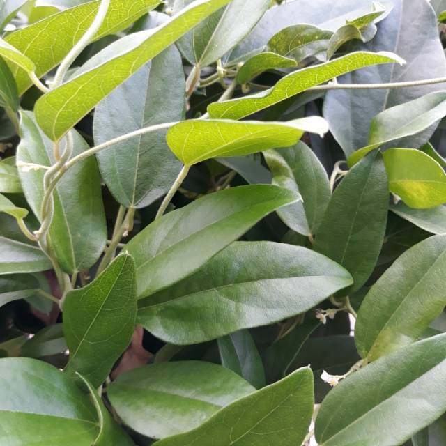 

Daun cincau hijau segar 100 lembar