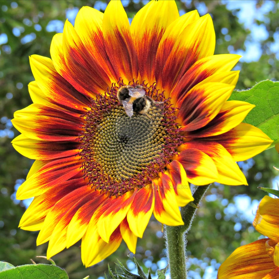 Benih Bibit Biji - Sunflower Ring of Fire Bunga Matahari Cincin Api Seeds - IMPORT