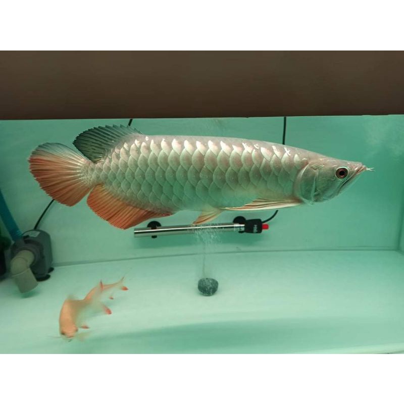 arowana golden red 40-45 cm-+