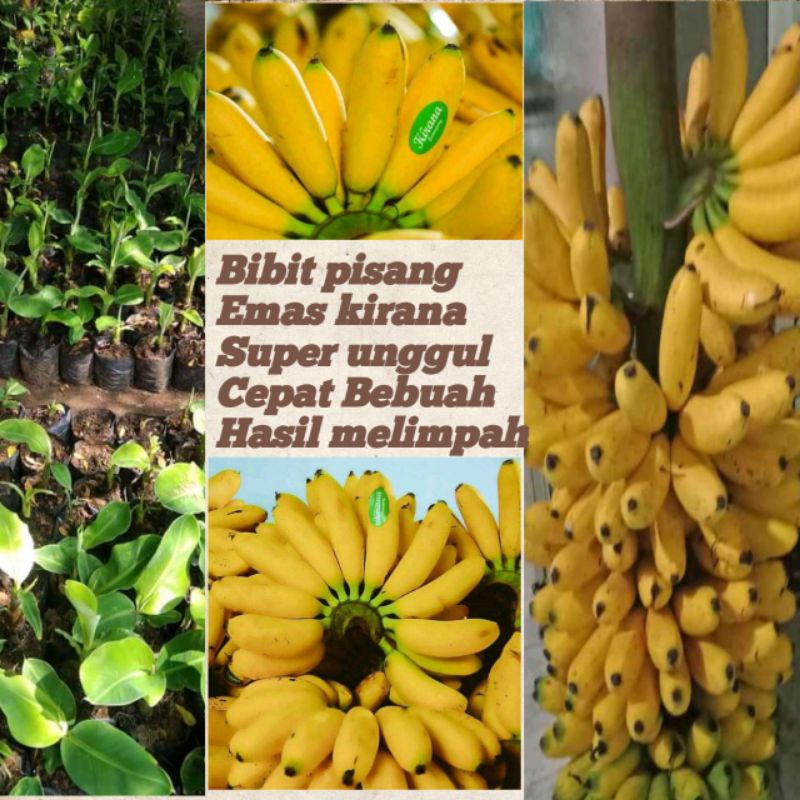 Bibit pisang emas kirana super