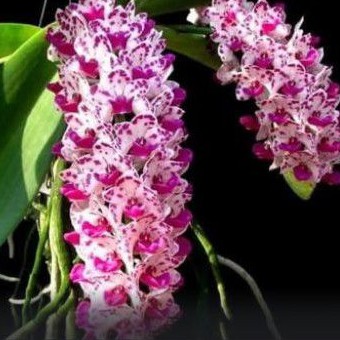 ANGGREK VANDA RHY GIGANTEA CARTOON X WHITE DEWASA