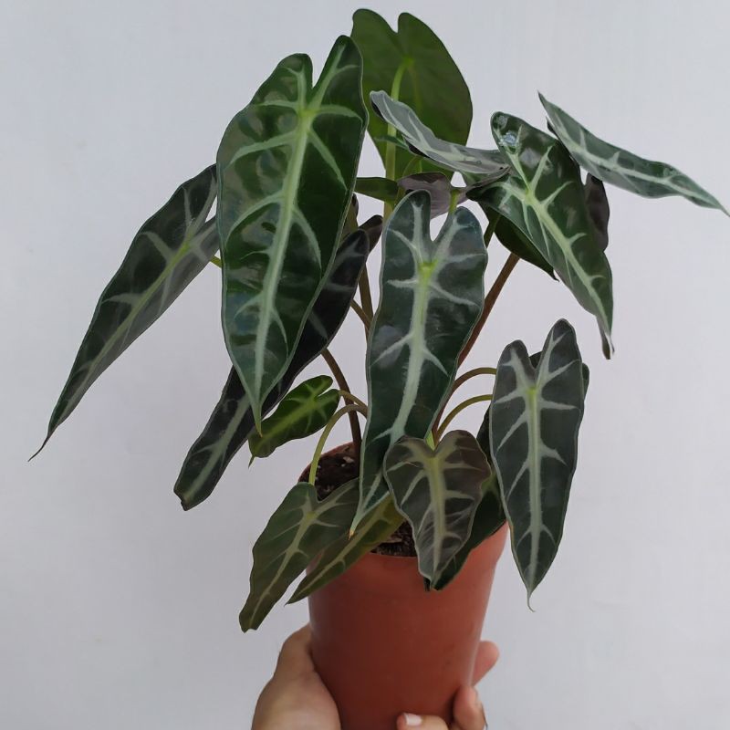 Alocasia Bambino/Alokasia bambino
