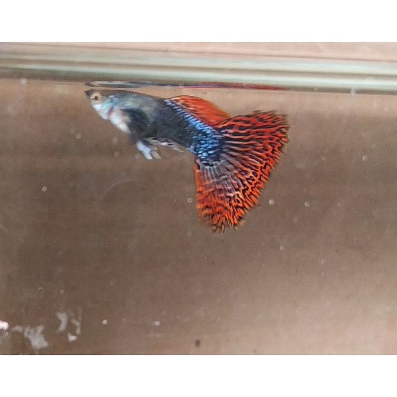 

ikan guppy red dragon paket(4 betina 2 jantan)
