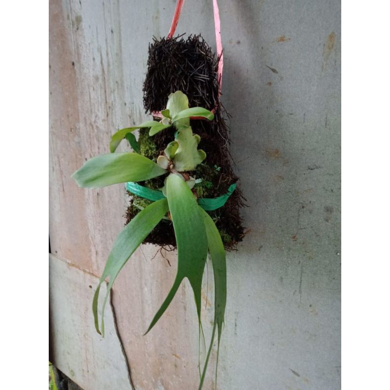 platycerium alcicorne