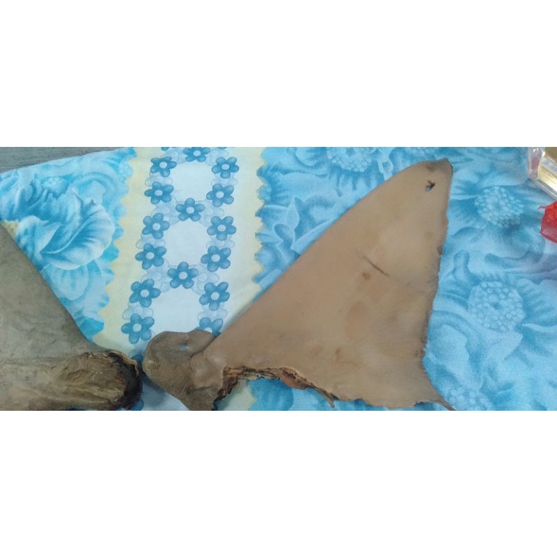 

sirip hiu kering premium quality