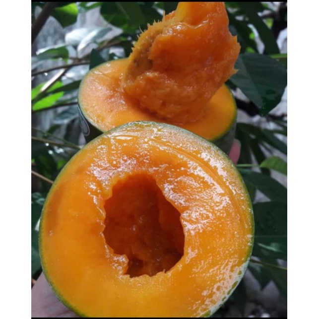 

Mangga Alpukat Asli Bangil klonal 21
