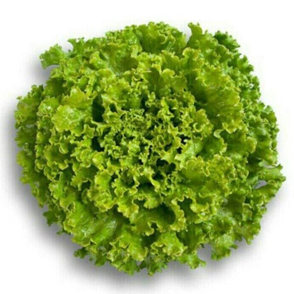 Benih Bibit Selada Jonction RZ 100 Biji Hidroponik Junction Rijk Zwaan