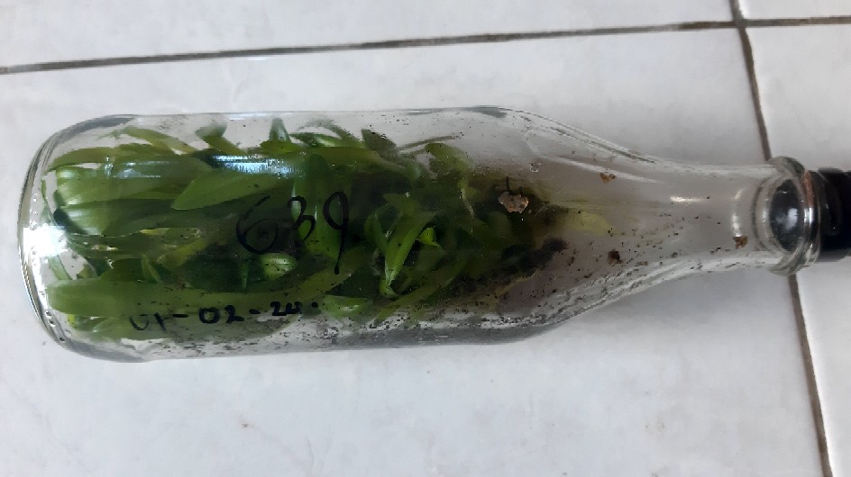 Anggrek Dendrobium Botol Hybrid Siap Aklimatisasi