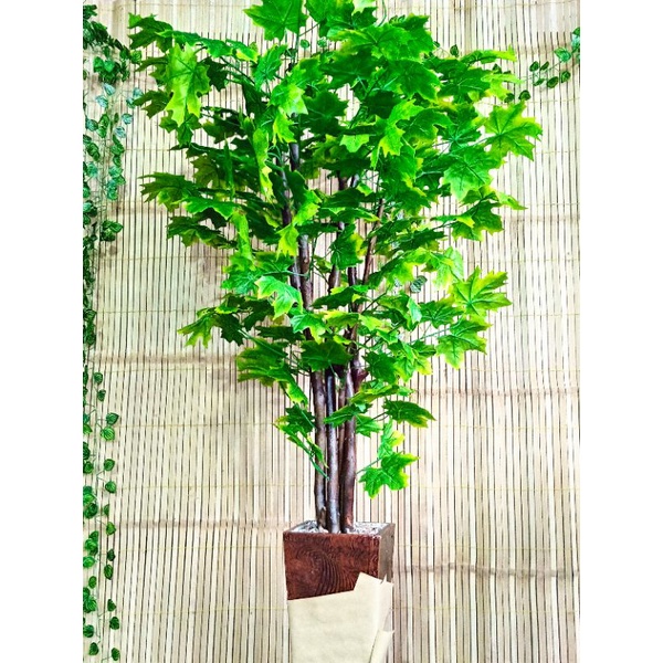 pohon maple hijau