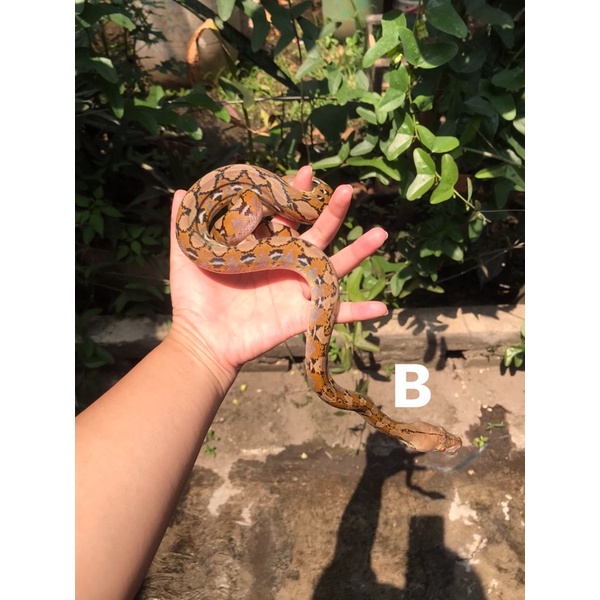 RETIC PLATINUM