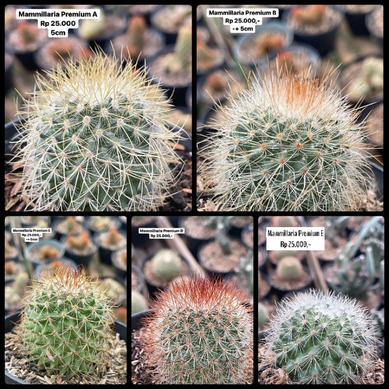 Kaktus Mammillaria Premium