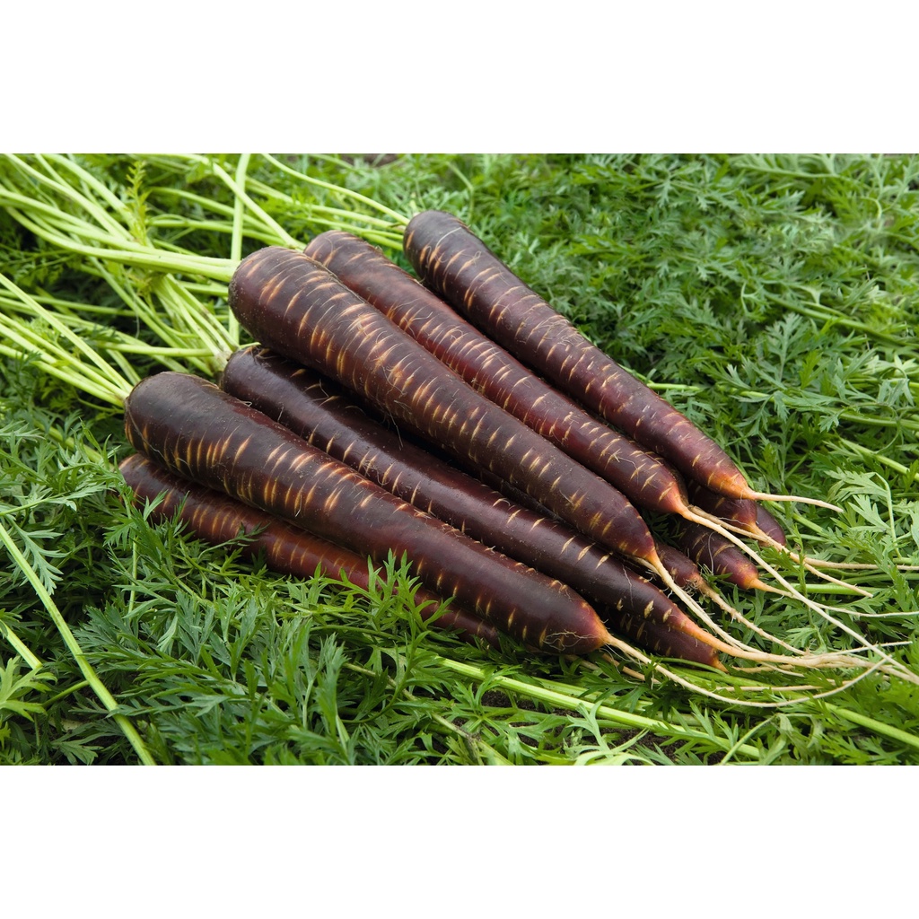 Benih Bibit Biji - Carrot Purple Haze Hybrid F1 Wortel Ungu Daging Orange Seeds - IMPORT