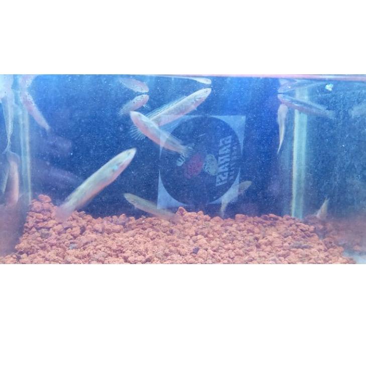 ♙ channa andrao chana andrao channa blue andrao 5cm ✩