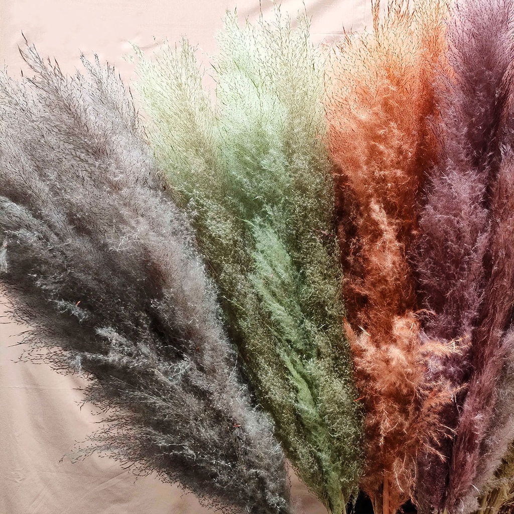Dried Marshmello Candy Jumbo Color Pampas Bunga Kering Asli Import Dekorasi Hias