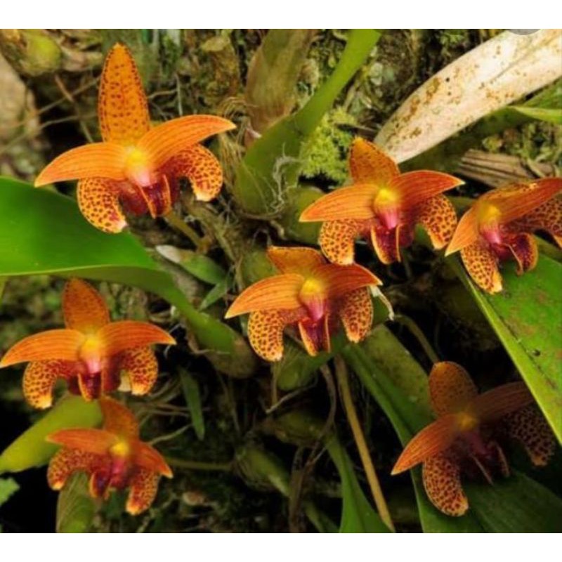 Anggrek Bulbophyllum lobii
