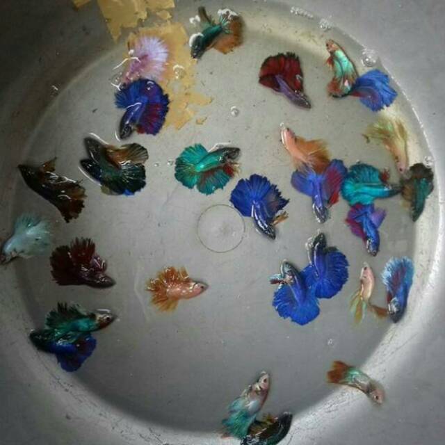 Ikan cupang halfmoon sepasang