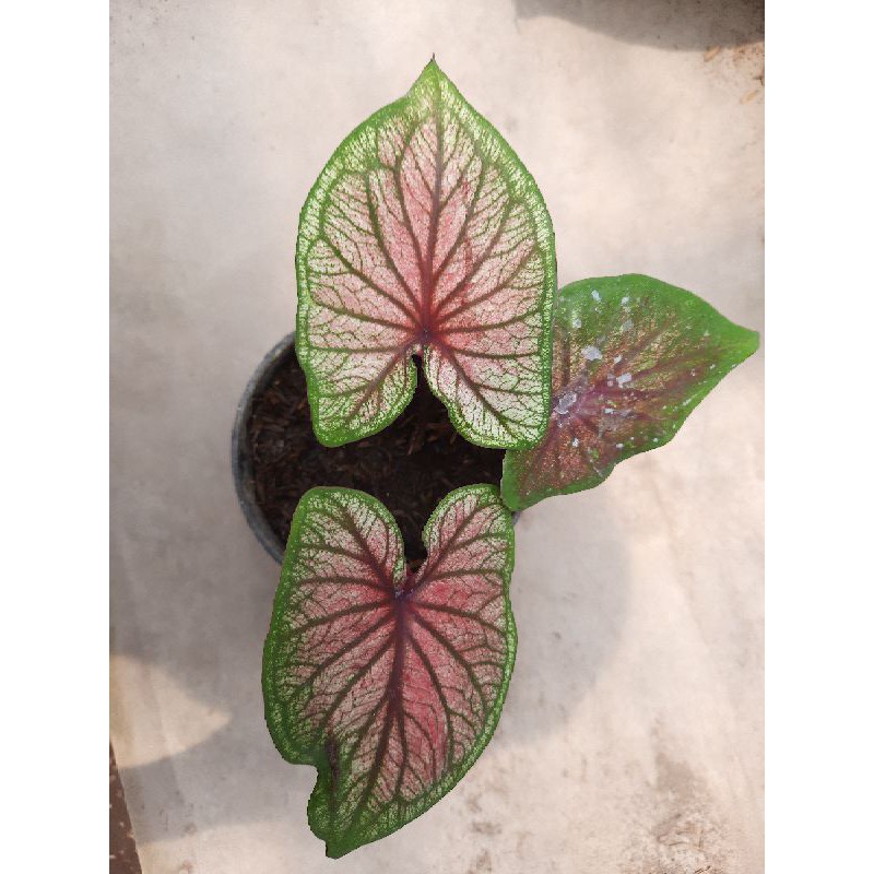 caladium srikandi