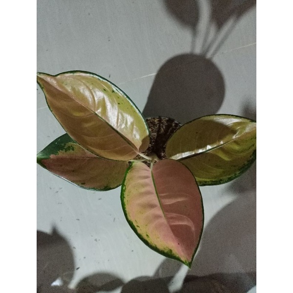 aglonema sultan Brunei dewasa warna plong