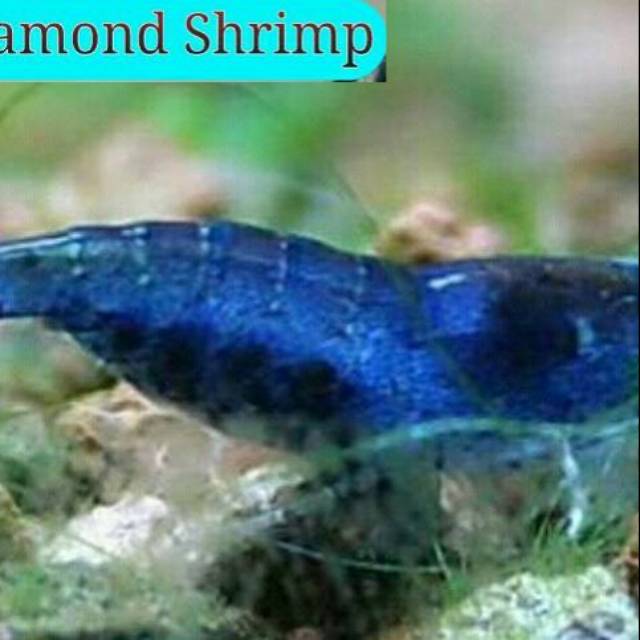 Jual udang blue diamond Indonesia|Shopee Indonesia