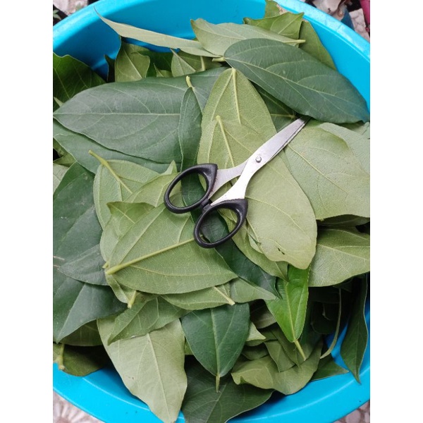 

DAUN CINCAU