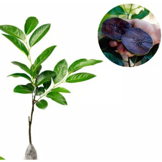 BIBIT BLACK SAPOTE  (CEPAT BUAH) BISA DITARUH POT
