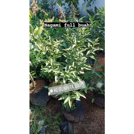 jeruk nagami berbuah