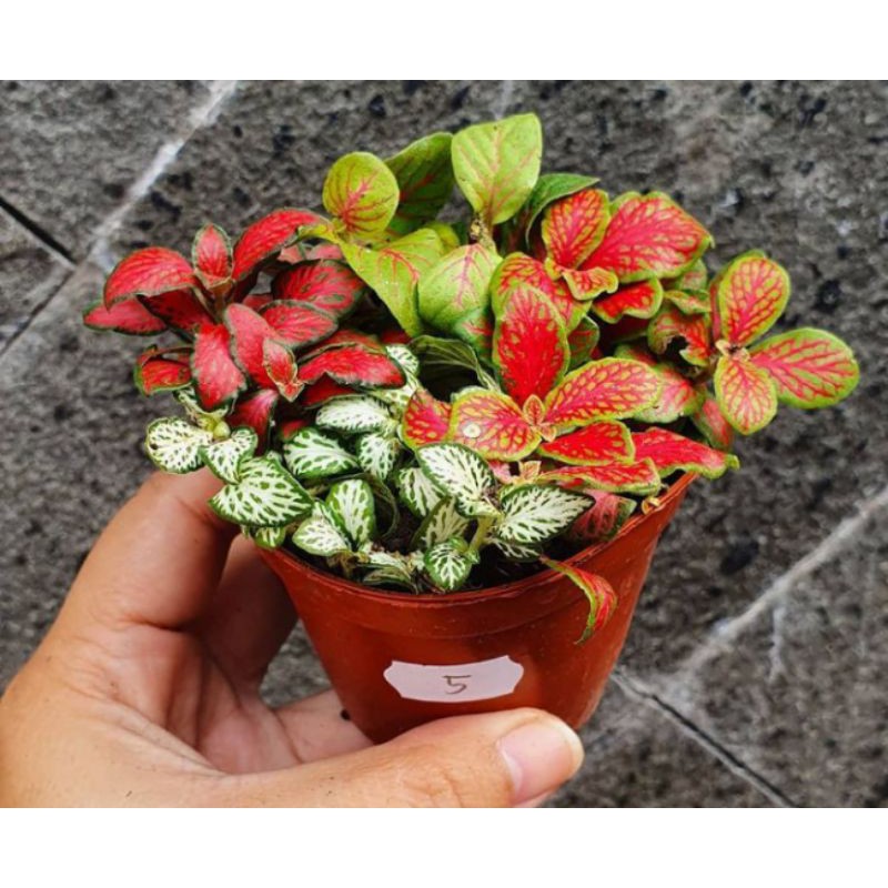 fittonia mix import