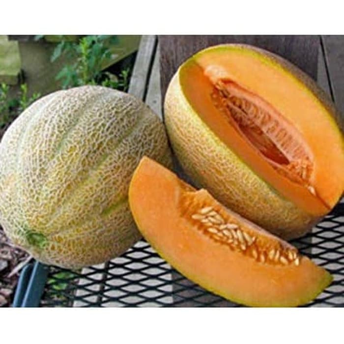 Haira Seed BIbit-BIji Melon Cantaloupe Hales Best Jumbo