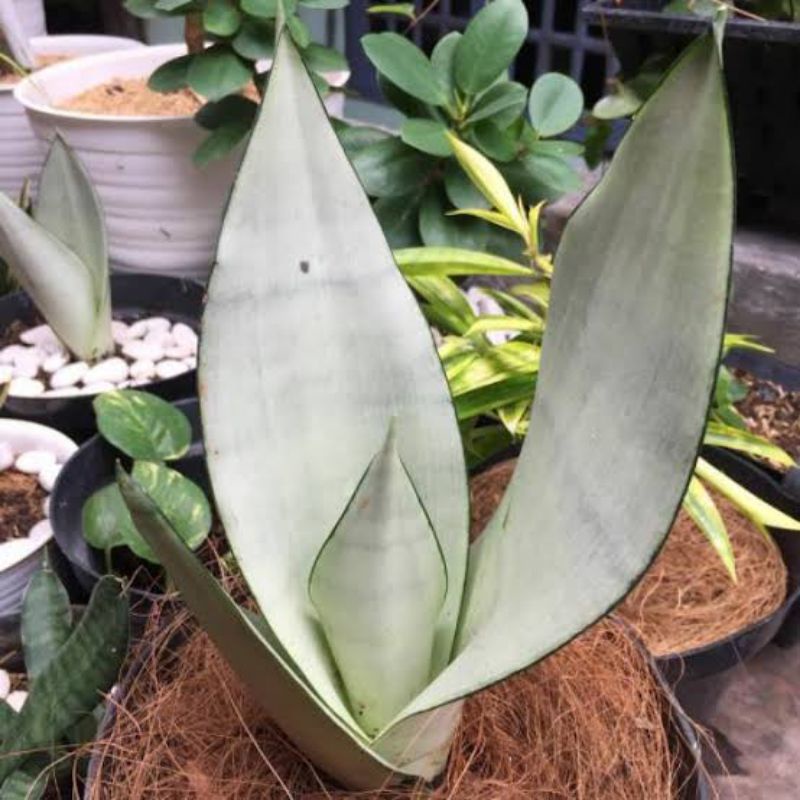 Sansevieria Silver