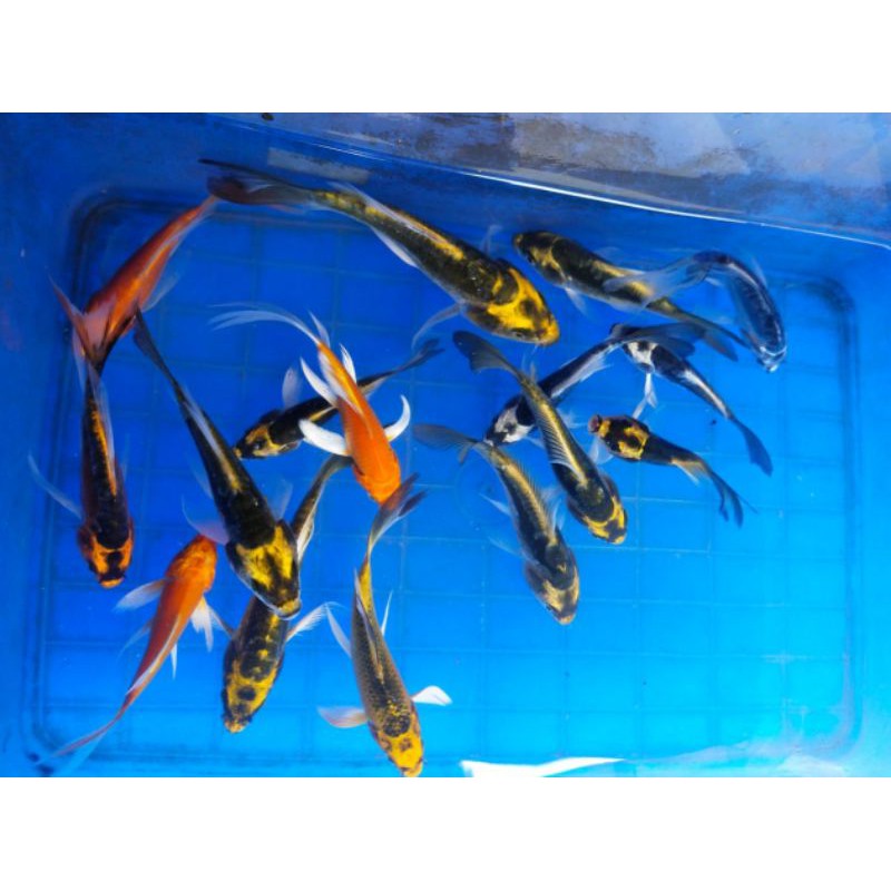ikan koi kumpay metalic slayer Kabuto size 7-9cm indukan blitar