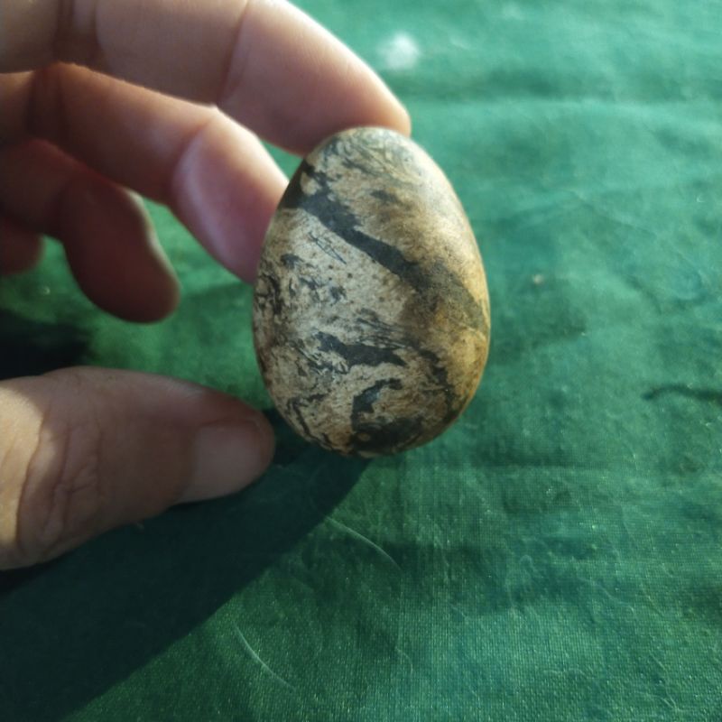 

Fosil telor purba