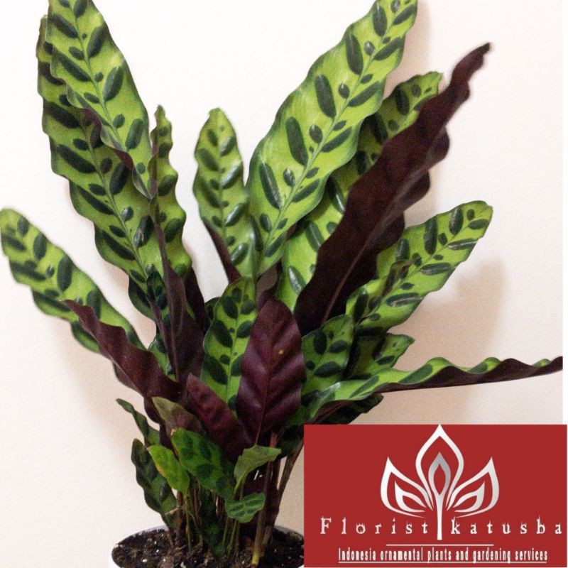  calathea  lancifolia Shopee Indonesia