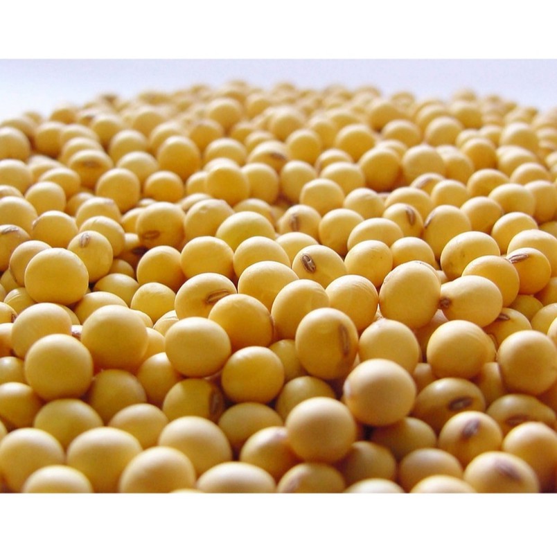 

Kacang Kedelai berkualitas bagus ( 1000 gr)