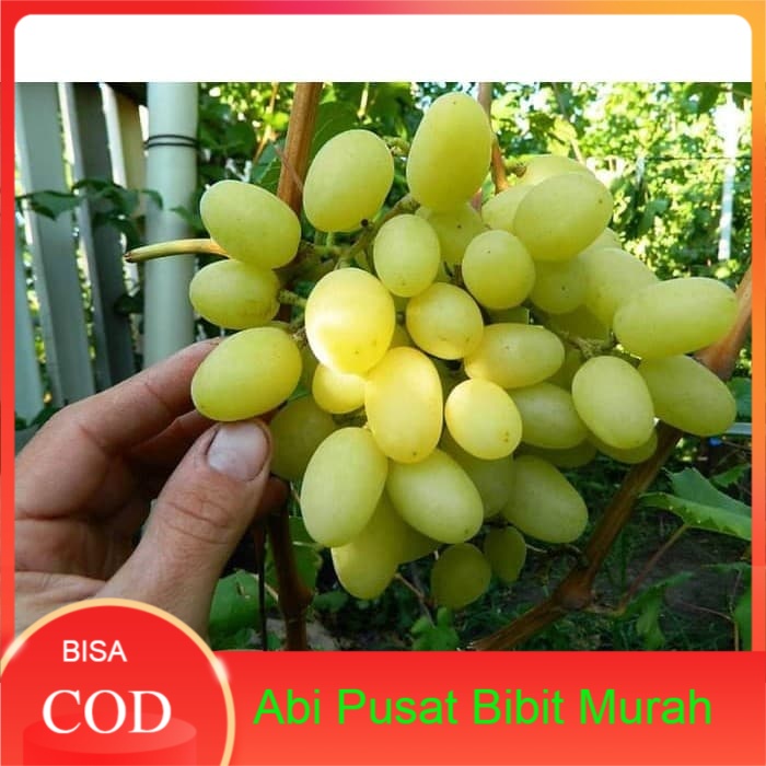 Bibit anggur import Landysh Grafting