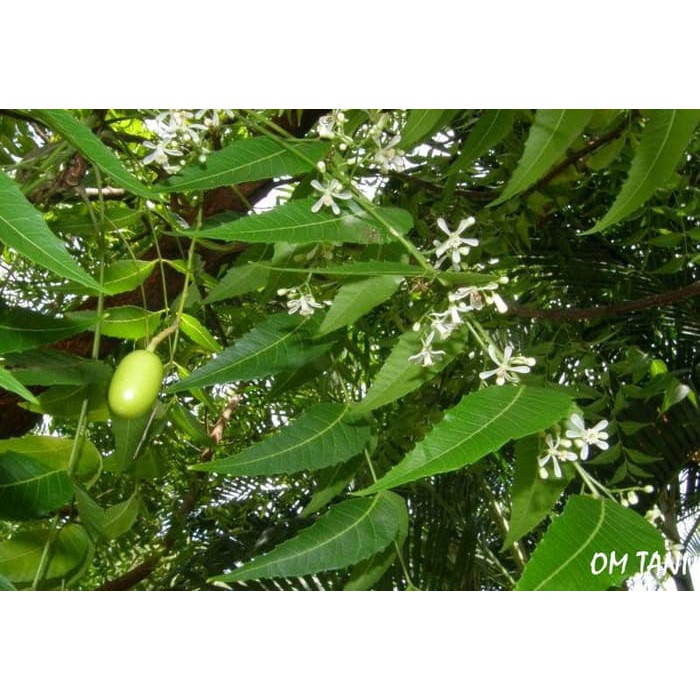 Bunga Jadi.. Bibit Tanaman Mimba - bukan benih, harga termurah.