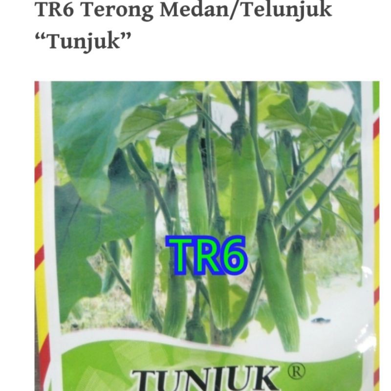 Benih Seribuan Terong Ungu Hijau Putih Lalap Pondoh Medan Belanda-TR6 TERONG TELUNJUK 