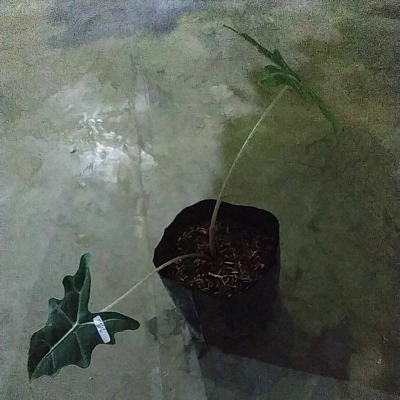 alocasia nobilis/alocasia