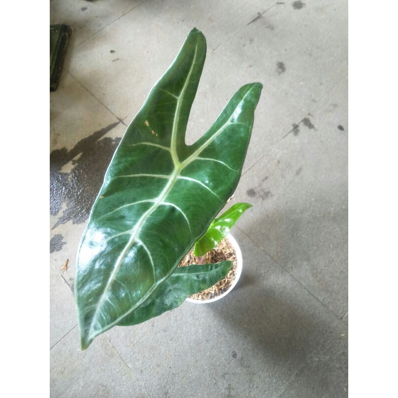 Alocasia Longiloba