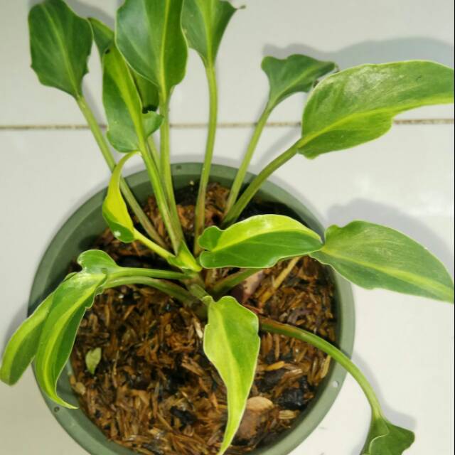 Tanaman xanadu varigata