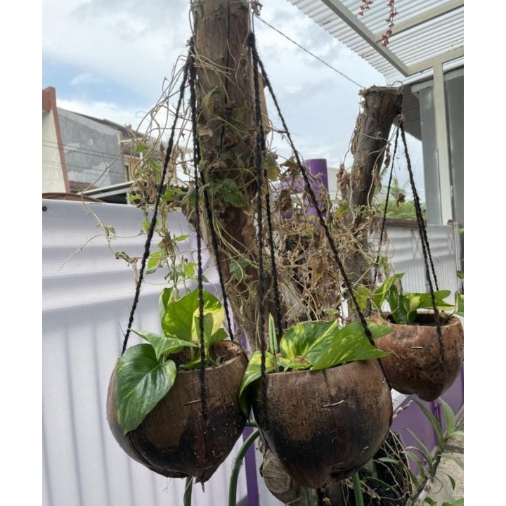 Indiemarkeet Oesaka - Pot Gantung Kulit Kelapa Tali Ijuk Sabut Kelapa Pendek