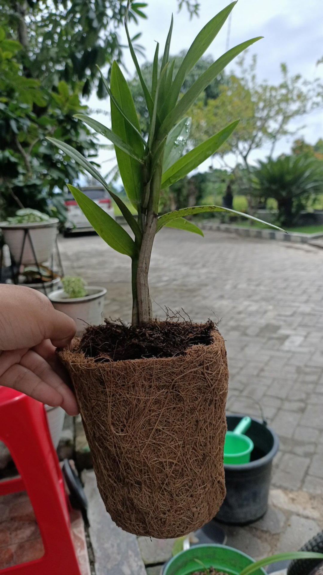 Promo Pot Anggrek Sabut Kelapa Unik Lucu Jual Promo