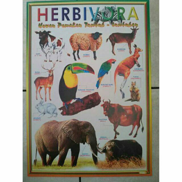 Poster Hewan Herbivora Shopee Indonesia