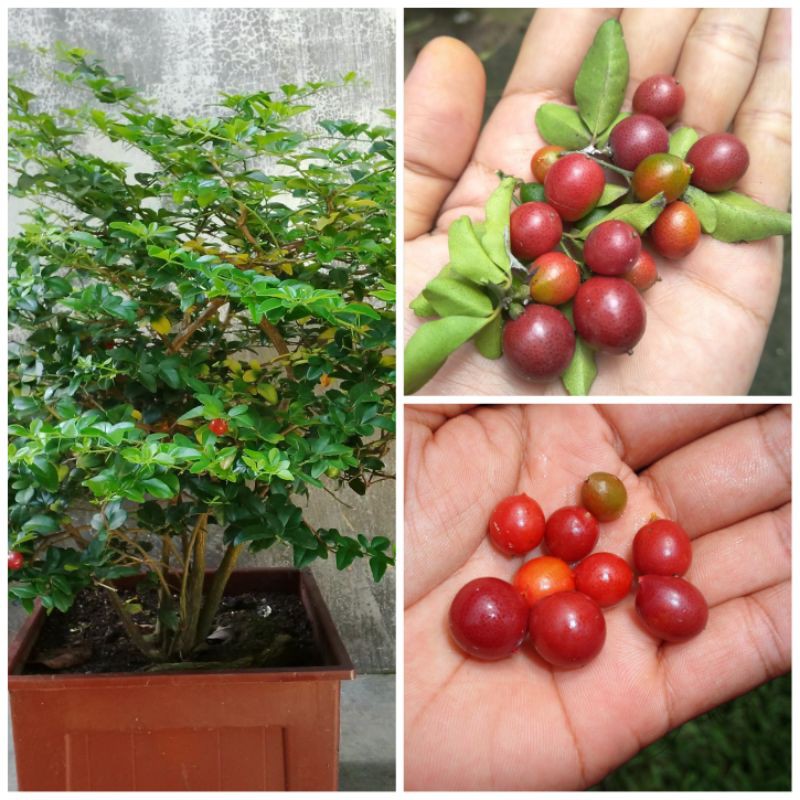 bibit bahan bonsai jeruk kingkit