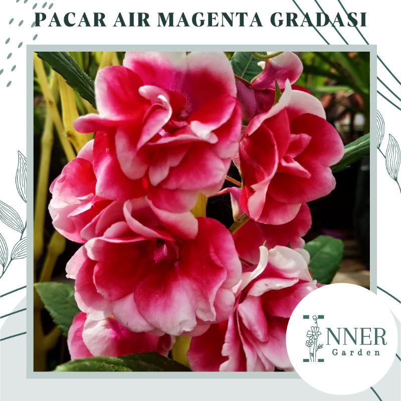3 Biji Benih Pacar Air Magenta Gradasi Tumpuk