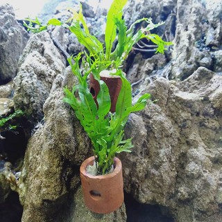 per pot  kadaka windelov tanaman  air untuk aquarium  