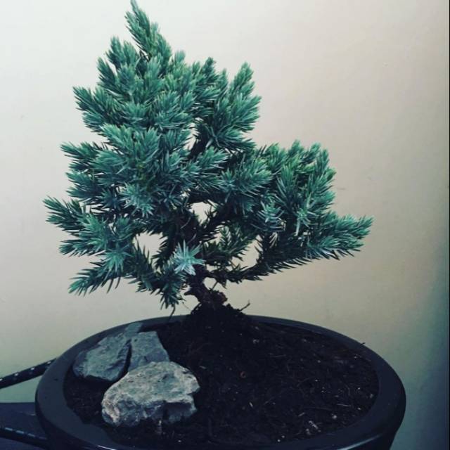 Cemara Perak Bahan Bonsai